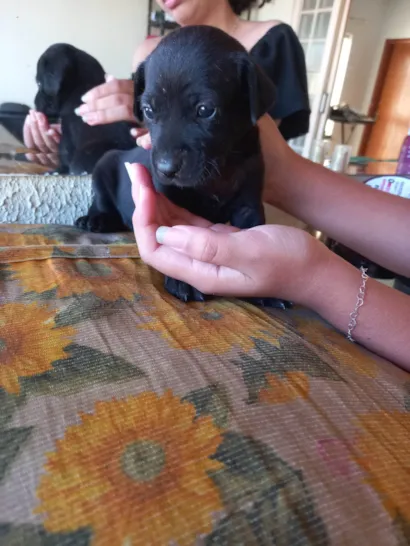 Cachorro raça SRD-ViraLata idade Abaixo de 2 meses nome Sem nome 