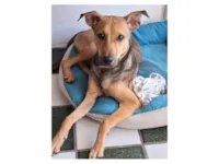 Cachorro raça SRD-ViraLata idade 7 a 11 meses nome Duque