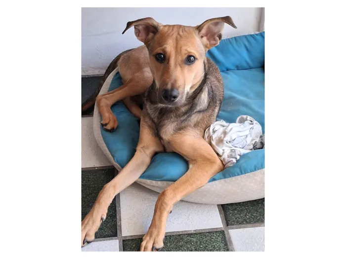 Cachorro ra a SRD-ViraLata idade 7 a 11 meses nome Duque