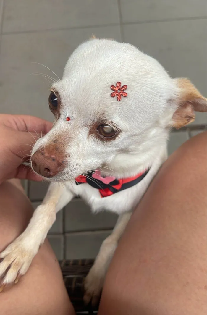 Cachorro ra a SRD-ViraLata idade 5 anos nome Belinha 