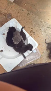 Gato raça SRD-ViraLata idade Abaixo de 2 meses nome Não tem 