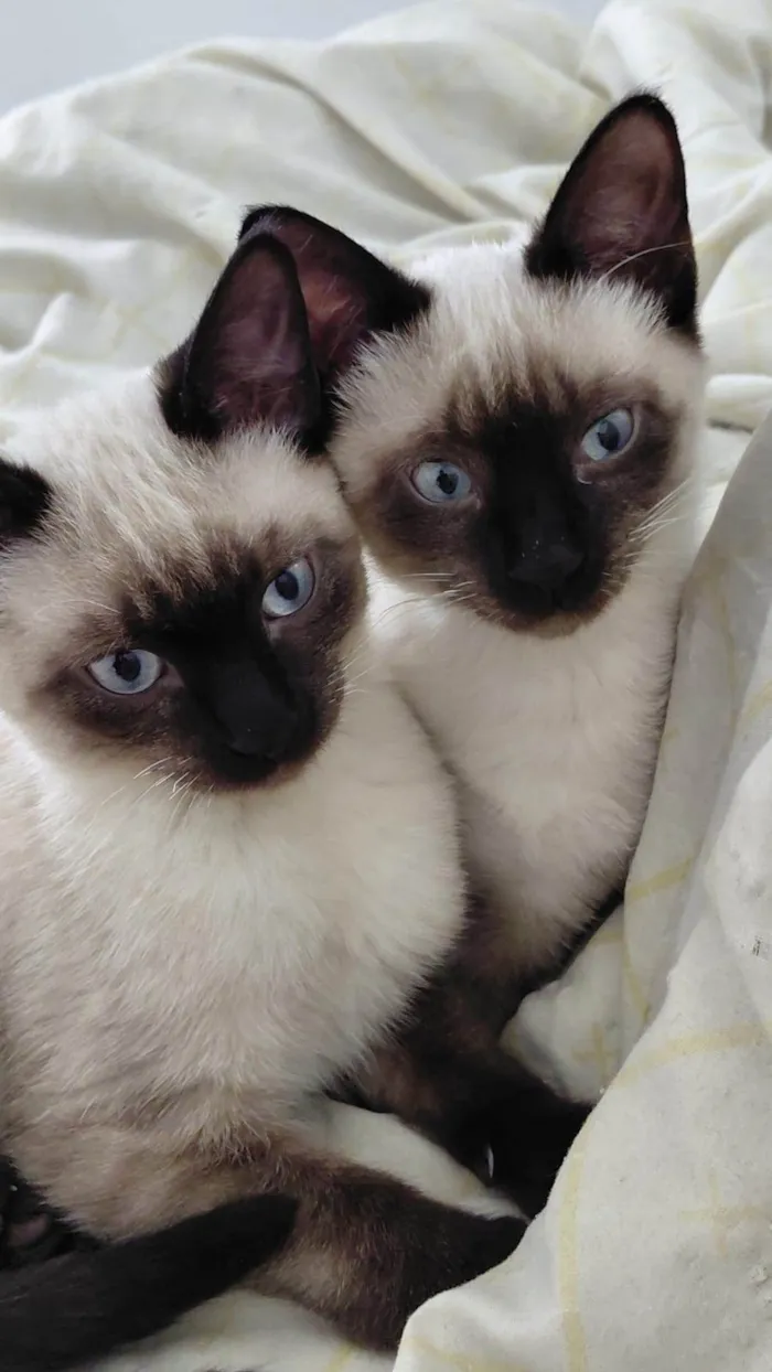 Gato ra a Siamês idade 2 a 6 meses nome Yuki e Oliver