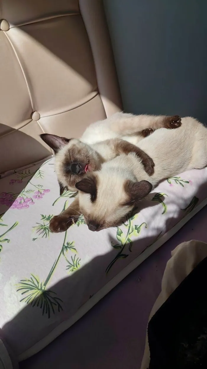 Gato ra a Siamês idade 2 a 6 meses nome Yuki e Oliver