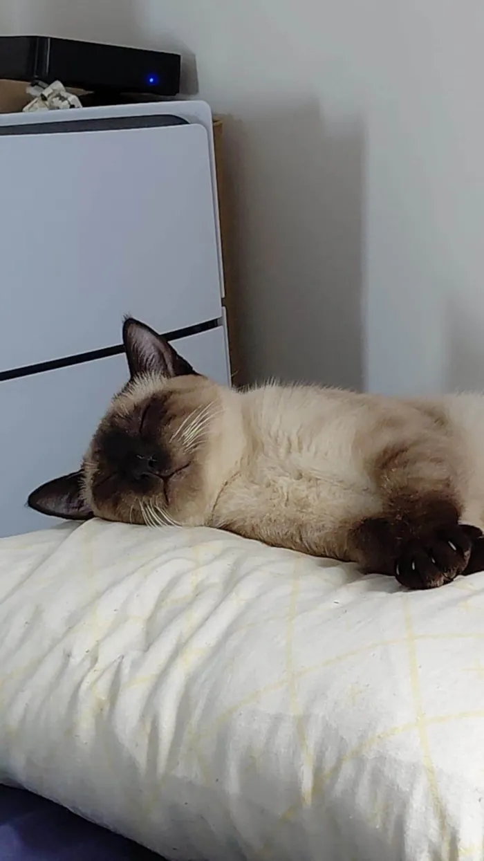 Gato ra a Siamês idade 2 a 6 meses nome Yuki e Oliver