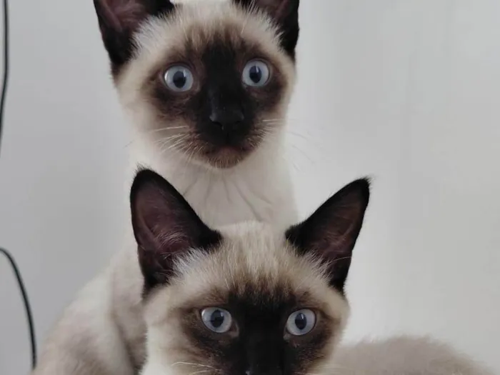 Gato ra a Siamês idade 2 a 6 meses nome Yuki e Oliver