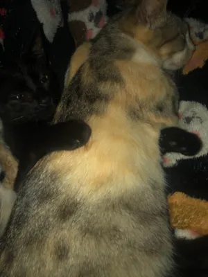 Gato raça SRD-ViraLata idade 5 anos nome Tata