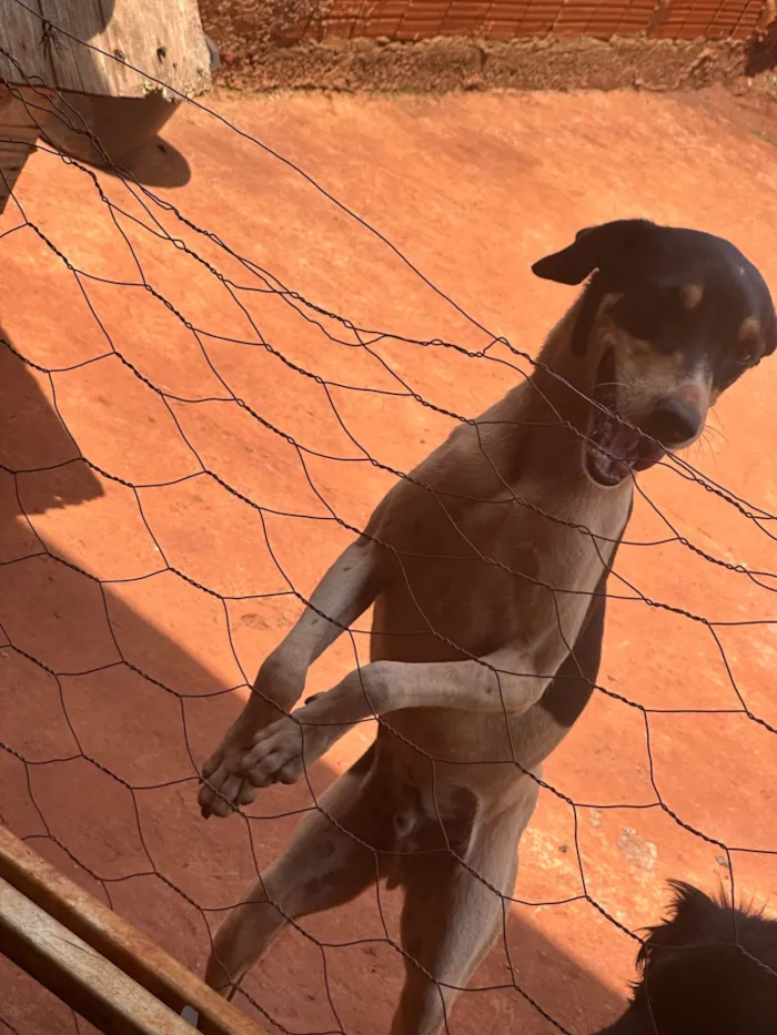 Cachorro ra a SRD-ViraLata idade 2 anos nome Spaike