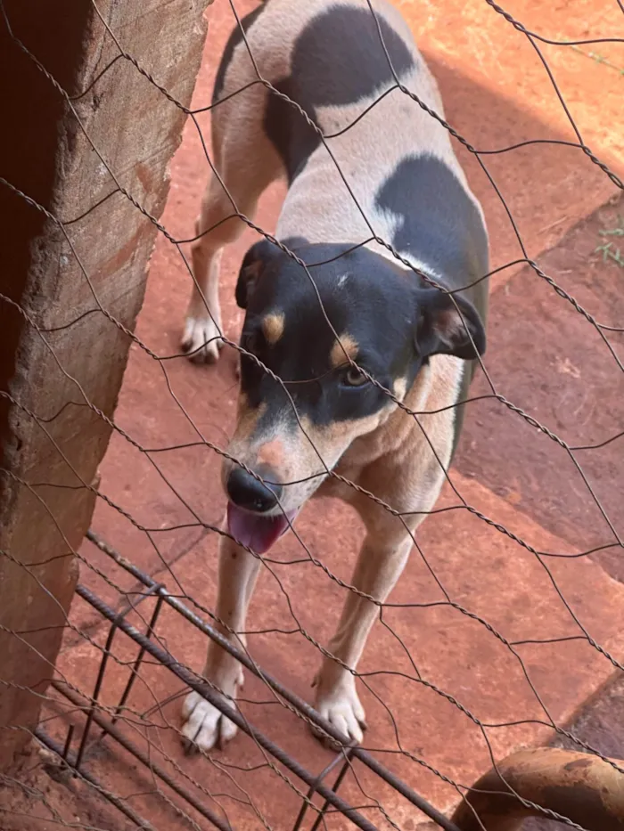 Cachorro ra a SRD-ViraLata idade 2 anos nome Spaike