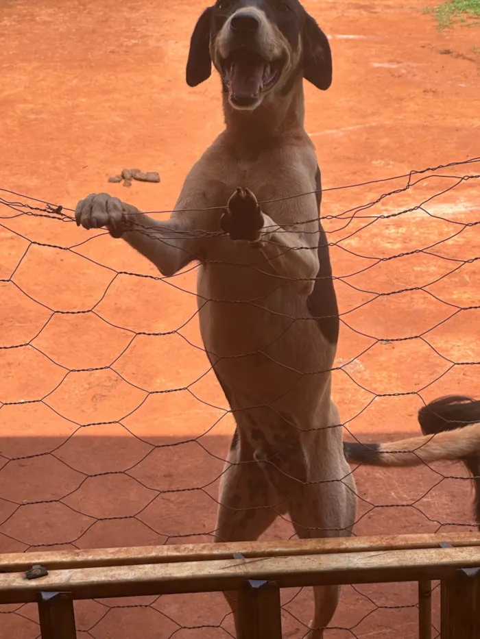 Cachorro ra a SRD-ViraLata idade 2 anos nome Spaike