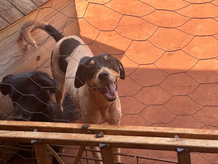 Cachorro ra a SRD-ViraLata idade 2 anos nome Spaike