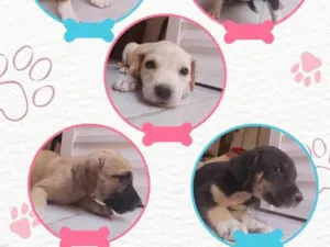 Cachorro raça SRD-ViraLata idade Abaixo de 2 meses nome Sem nome