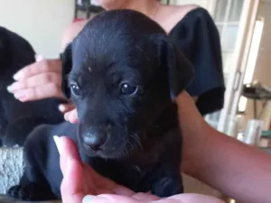 Cachorro raça SRD-ViraLata idade Abaixo de 2 meses nome Sem nome 