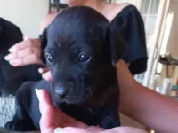 Cachorro ra a SRD-ViraLata idade Abaixo de 2 meses nome Sem nome 