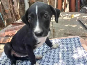 Cachorro raça SRD-ViraLata idade 2 a 6 meses nome Turma do zequinha