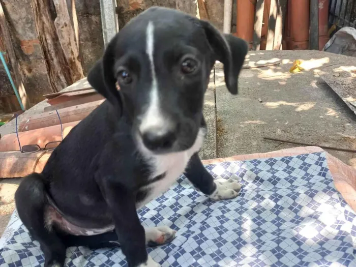Cachorro ra a SRD-ViraLata idade 2 a 6 meses nome Turma do zequinha