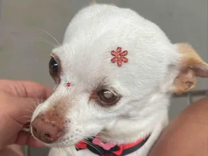 Cachorro raça SRD-ViraLata idade 5 anos nome Belinha 