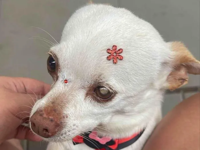 Cachorro ra a SRD-ViraLata idade 5 anos nome Belinha 