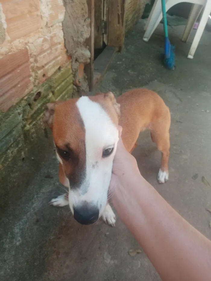 Cachorro ra a SRD-ViraLata idade 1 ano nome Marrom