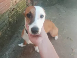 Cachorro raça SRD-ViraLata idade 1 ano nome Marrom