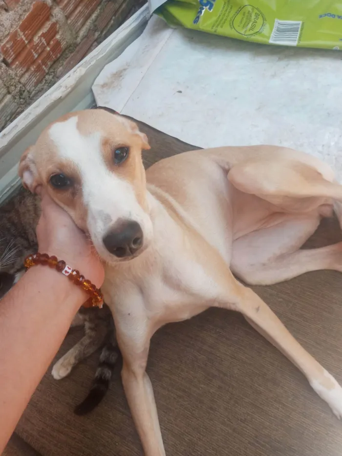 Cachorro ra a SRD-ViraLata idade 1 ano nome Lala