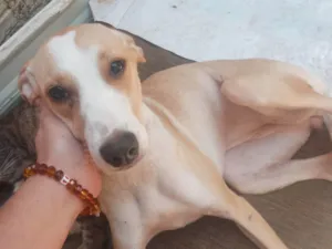 Cachorro raça SRD-ViraLata idade 1 ano nome Lala