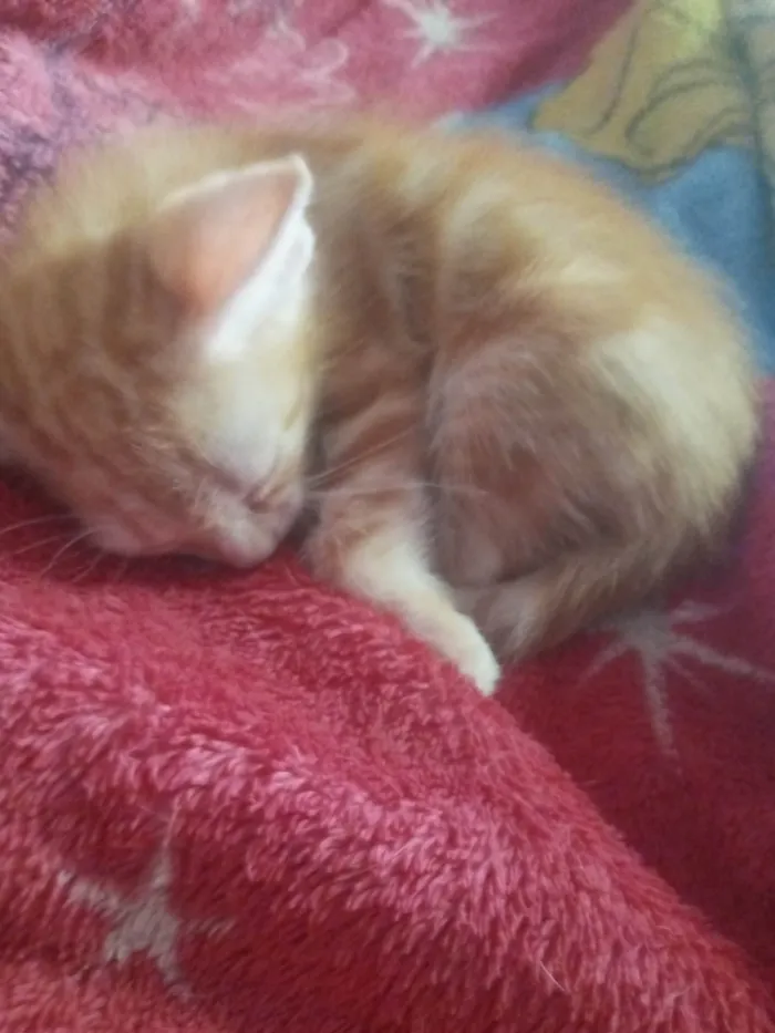 Gato ra a SRD-ViraLata idade 2 a 6 meses nome 3 gatinhas fêmeas e 1 machinho Amarelo