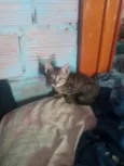 3 gatinhas fêmeas e 1 machinho Amarelo
