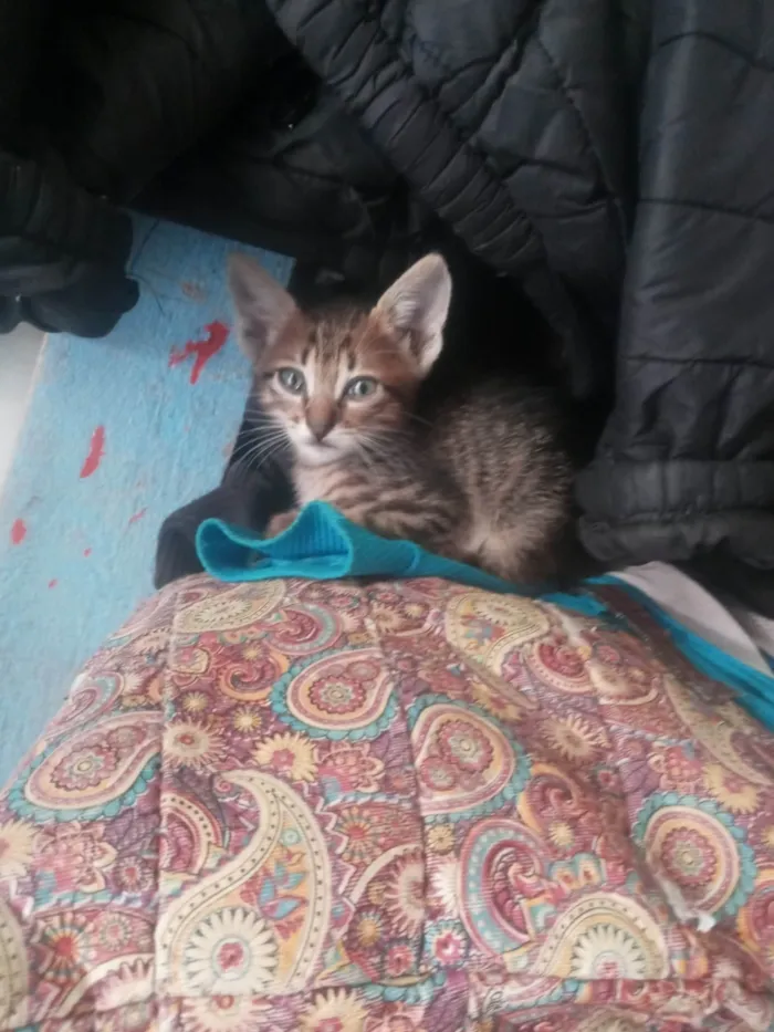 Gato ra a SRD-ViraLata idade 2 a 6 meses nome 3 gatinhas fêmeas e 1 machinho Amarelo