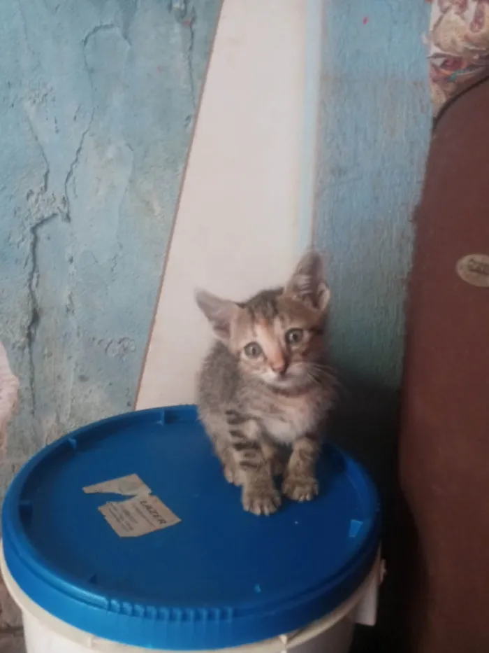 Gato ra a SRD-ViraLata idade 2 a 6 meses nome 3 gatinhas fêmeas e 1 machinho Amarelo