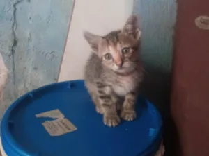 3 gatinhas fêmeas e 1 machinho Amarelo