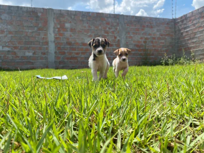 Cachorro ra a SRD-ViraLata idade 2 a 6 meses nome 2 filhotes 