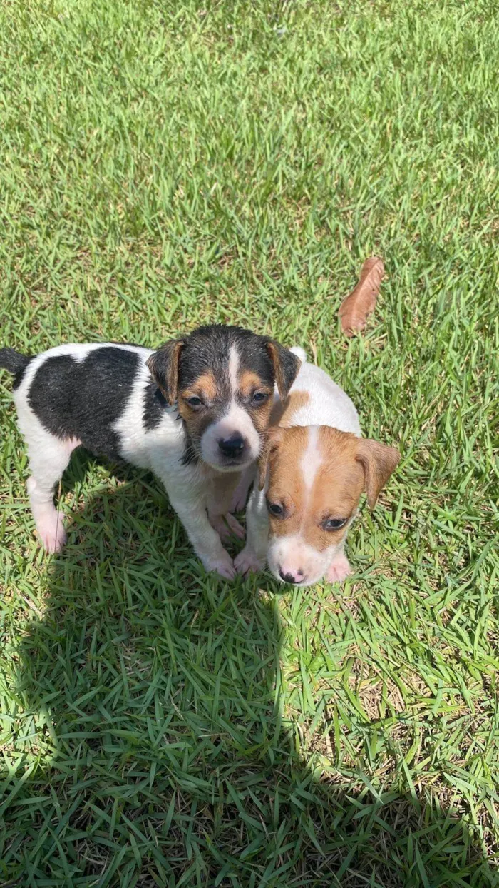 Cachorro ra a SRD-ViraLata idade 2 a 6 meses nome 2 filhotes 
