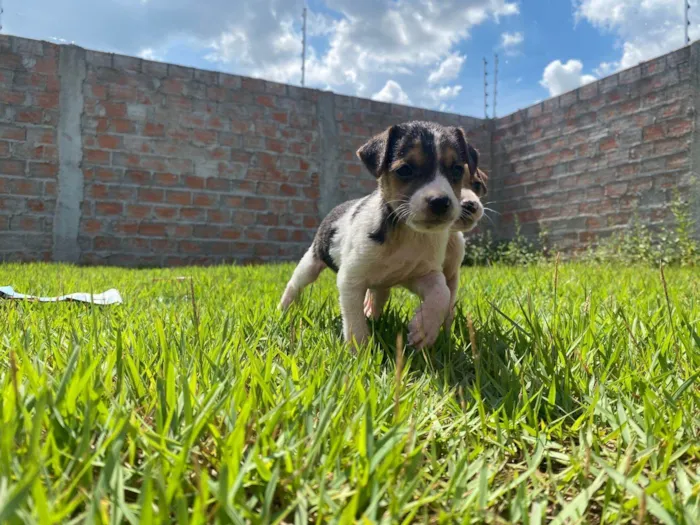 Cachorro ra a SRD-ViraLata idade 2 a 6 meses nome 2 filhotes 