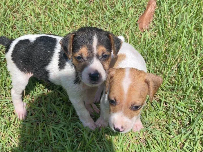 Cachorro ra a SRD-ViraLata idade 2 a 6 meses nome 2 filhotes 