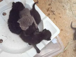 Gato raça SRD-ViraLata idade Abaixo de 2 meses nome Não tem 