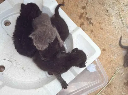 Gato raça SRD-ViraLata idade Abaixo de 2 meses nome Não tem 