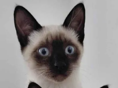 Gato raça Siamês idade 2 a 6 meses nome Yuki e Oliver