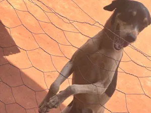 Cachorro raça SRD-ViraLata idade 2 anos nome Spaike