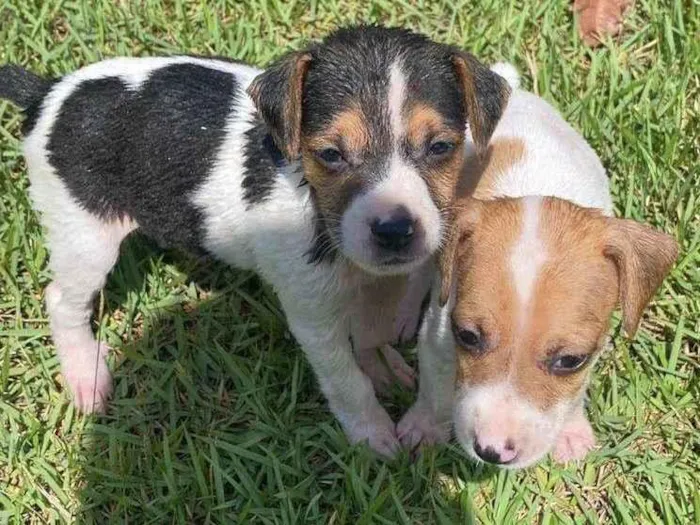 Cachorro raça SRD-ViraLata idade 2 a 6 meses nome 2 filhotes 