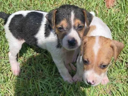 Cachorro raça SRD-ViraLata idade 2 a 6 meses nome 2 filhotes 