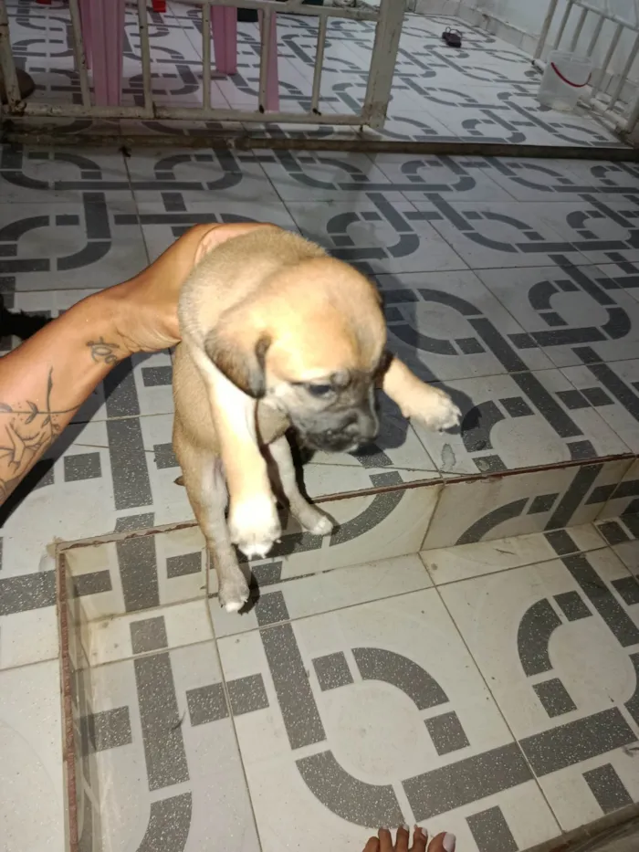 Cachorro ra a Poodle idade Abaixo de 2 meses nome Não tem 