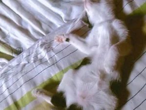 Gato raça SRD-ViraLata idade 2 a 6 meses nome Não tem nome 