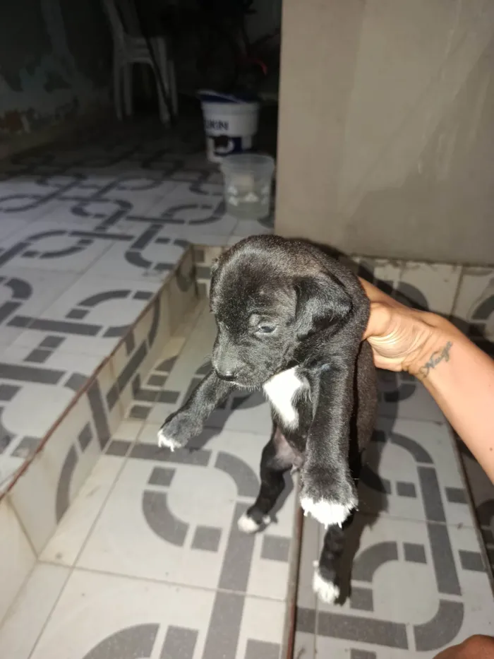 Cachorro ra a Poodle idade Abaixo de 2 meses nome Não ten