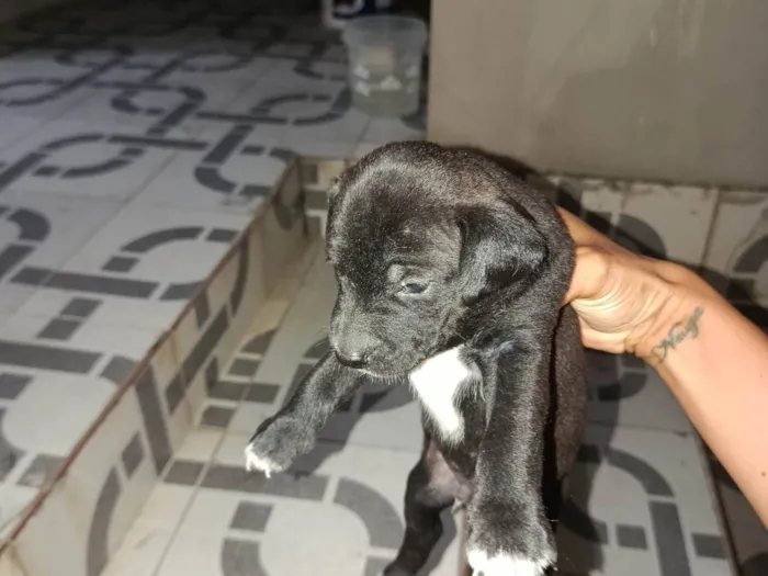 Cachorro ra a Poodle idade Abaixo de 2 meses nome Não ten
