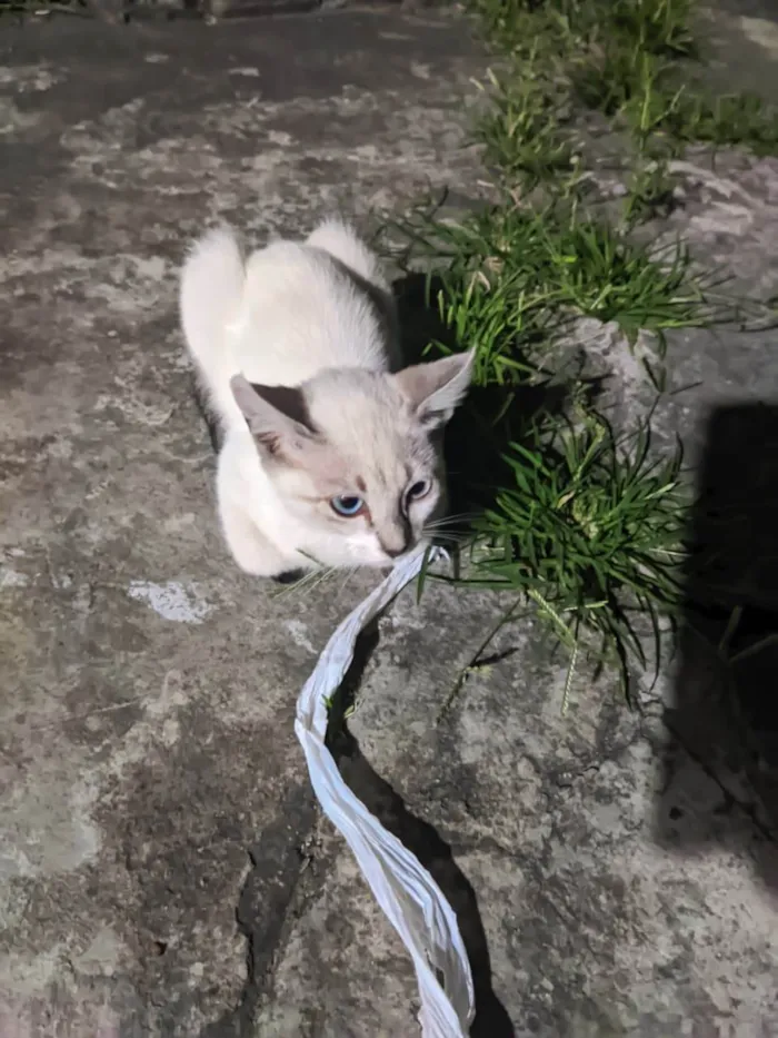 4 gatos para doação ( 3 femeas e 1 Macho)