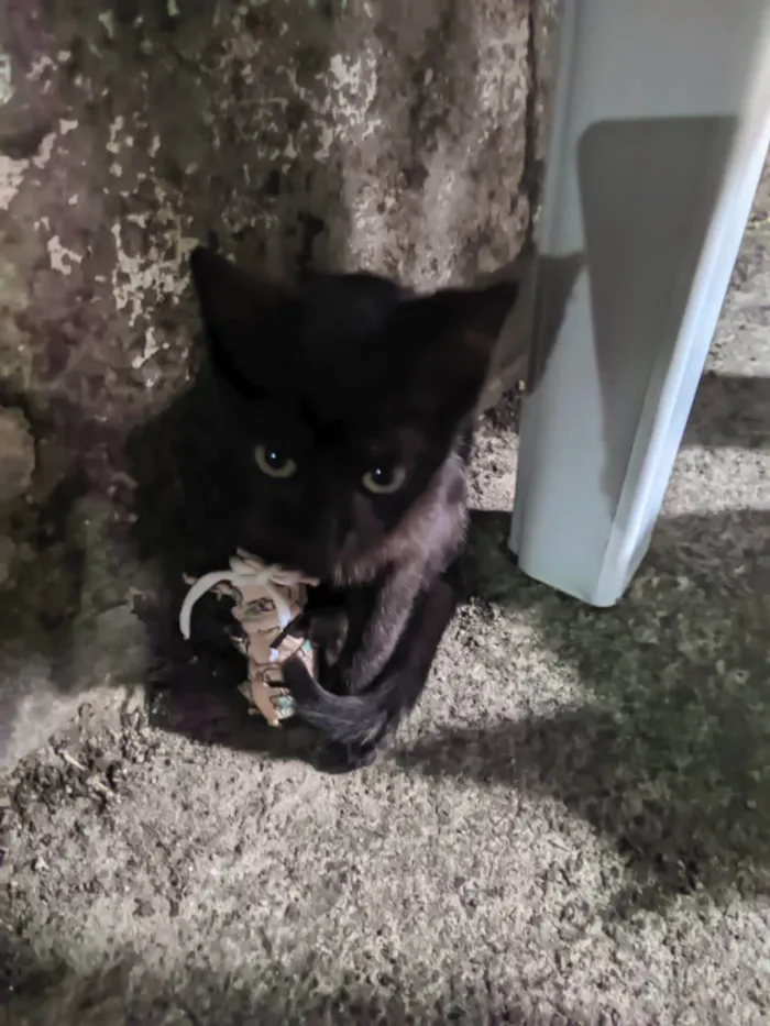 Gato ra a SRD-ViraLata idade 2 a 6 meses nome 4 gatos para doação ( 3 femeas e 1 Macho)