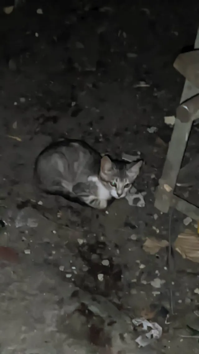 Gato ra a SRD-ViraLata idade 2 a 6 meses nome 4 gatos para doação ( 3 femeas e 1 Macho)