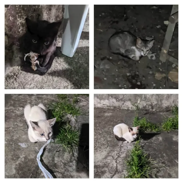 Gato ra a SRD-ViraLata idade 2 a 6 meses nome 4 gatos para doação ( 3 femeas e 1 Macho)