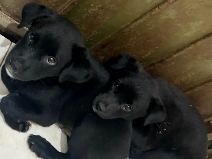 Cachorro ra a SRD-ViraLata idade 2 a 6 meses nome Pretinha