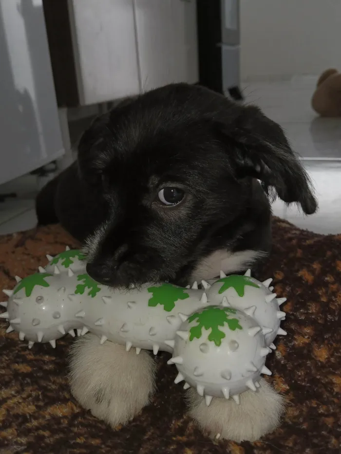 Cachorro ra a SRD-ViraLata idade 2 a 6 meses nome Toby